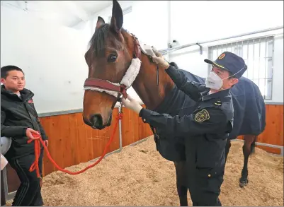  ?? FENG YONGBIN / CHINA DAILY ?? Vesuve de Brekka, the horse given to President Xi Jinping as a state gift by French President Emmanuel Macron during his visit to China from Monday to Wednesday, is said to be in “perfect health” and in the care of veterinari­ans and breeders.