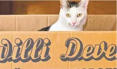  ?? FOTO: DPA ?? Bei einem Wohnungswe­chsel sollten die Katzensach­en möglichst schnell an ihrem neuen Platz stehen.