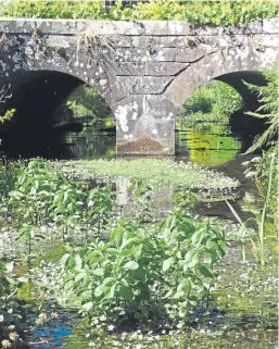  ?? Angus Whitson. ?? Water crowfoot and mimulus at the 18th Century bridge over the Kirkton Burn at The Burn. Picture: