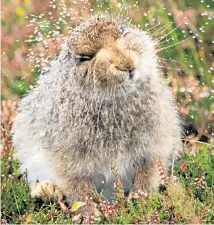  ??  ?? Even woodland wildlife get caught out by the British weather but this Scottish mountain hare quickly shook off the water after being caught in a downpour.