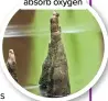  ?? ?? Swamp cypresses produce ‘knees’ to absorb oxygen