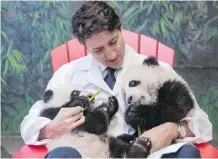  ?? TORONTO ZOO/FILES ?? Prime Minister Justin Trudeau meets Canadian Hope and Canadian Joy prior to the panda cubs naming ceremony at the Toronto Zoo in March. The pandas are to arrive at the Calgary Zoo in 2018.