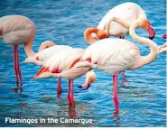  ?? ?? Flamingos in the Camargue