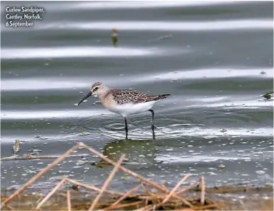  ??  ?? Curlew Sandpiper, Cantley, Norfolk, 6 September