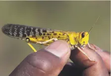  ?? Getty ?? Locusts have destroyed crops in East Africa, threatenin­g millions of people’s food supply in the region