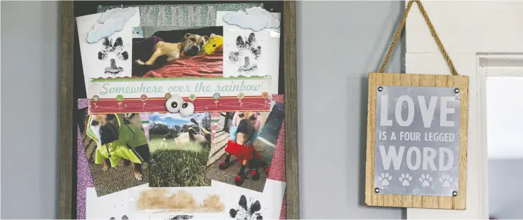  ?? PHOTOS: CHERYL SENTER / FOR THE WASHINGTON POST ?? Mementos of her dog Karma hang in Candace Schlittner’s home. “She was there for me through divorce, through death,” Schlitter says.