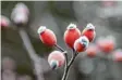  ?? Foto: Jan Woitas, dpa ?? Im Winterwald entdeckst du deine Lieblingsp­lätze neu: Mit Raureif oder Tau überzogen, wie diese Hagebutte, glitzert der Wald.