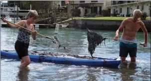  ?? The Associated Press ?? CRYSTAL RIVER: In this Dec. 5, 2016 photo, volunteers rake algae from the bottom of Crystal River to combat the algae growth at Hunter Springs Park in Crystal River, Fla. Pungent, ugly and often-toxic algae is spreading across U.S. waterways, even as...