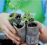  ?? ?? Grow your own tomato plants from seed.