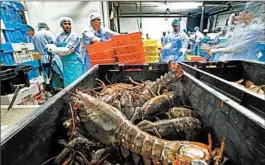  ?? ROBERT F. BUKATY/AP ?? More processing plants in Maine provide a way for fishermen to sell their lobsters locally rather than export their catch to Canadian companies.