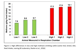  ?? ?? DIFFERENCE­S IN high and low methane emitting cattle