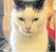  ?? FOTO: FACEBOOK/MITCHELL COUNTY ANIMAL RESCUE ?? Perdita – die mutmaßlich schlimmste Katze der Welt.