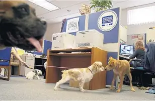  ?? MIKE STOCKER/STAFF FILE ?? Take Your Dog to Work Day will bring dogs of all sizes into the workplace today.