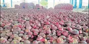  ?? HT PHOTO ?? ■
Farmers say they are forced to sell onions for ₹7- 9 per kg.