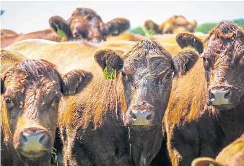  ?? ?? WAY FORWARD: Farmers want guidance on adopting measures to reduce emissions from livestock businesses.