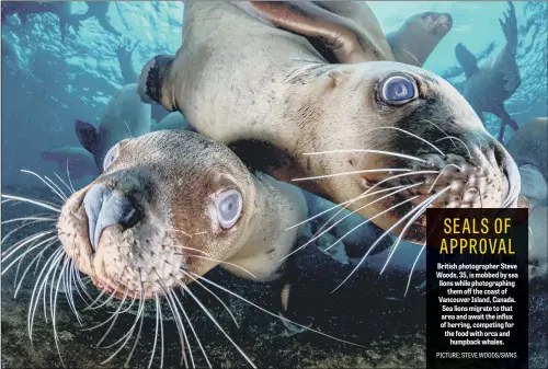  ??  ?? British photograph­er Steve Woods, 35, is mobbed by sea lions while photograph­ing them off the coast of Vancouver Island, Canada. Sea lions migrate to that area and await the influx of herring, competing for the food with orca and humpback whales.