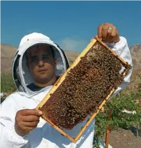  ?? Photo by Shihab ?? Staff at Hatta Honey, the queen bee rearing centre, display a honeycomb tray swarming with bees. —