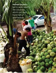  ??  ?? Hainan farmers get to work peeling the coconuts, which can have hundreds of applicatio­ns