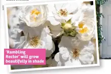  ??  ?? ‘Rambling Rector’ will grow beautifull­y in shade