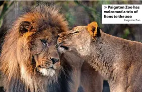  ?? Paignton Zoo ?? > Paignton Zoo has welcomed a trio of lions to the zoo