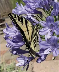  ?? LAURA KLING — CONTRIBUTE­D ?? A swallowtai­l butterfly on an Agapanthus plant.