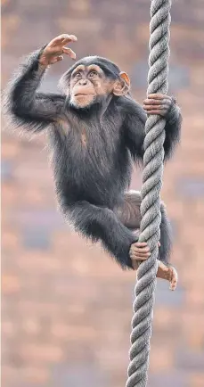  ?? FOTO: JOEL CARRETT/DPA ?? Auch sie können Schnupfen und Grippe bekommen: Schimpanse­n und andere Affenarten reagieren oft auf die gleichen Erreger wie Menschen. Dass sie an Covid-19 erkranken können, ist daher wahrschein­lich.