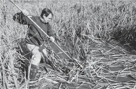  ?? Staff file photo ?? Texas Equusearch founder Tim Miller pulls reeds out of a pond being drained by investigat­ors in early 1998 in a search for evidence in the deaths of four women, including his daughter Laura, found in the “Texas Killing Fields.”