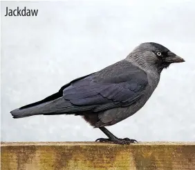  ?? ?? Jackdaw