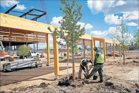  ?? OKLAHOMAN] [SARAH PHIPPS/THE ?? The downtown skyline, once barren of any color, is continuing to go green with the planting of 1,000 trees at Scissortai­l Park.