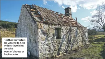  ?? ?? Heather harvesters are wanted to help with re-thatching the wise woman’s house at Auchindrai­n.