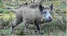  ?? Foto: Settnik, dpa ?? Noch ist die Afrikanisc­he Schweinepe­st in Bayern kein Problem.