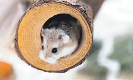  ?? FOTO: DPA ?? Aufgeweckt­e Nager: Hamstern wird es schnell langweilig. Sie brauchen deshalb öfter mal neues Spielzeug.