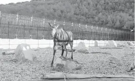  ?? UTAH DIVISION OF WILDLIFE RESOURCES ?? A moose crosses an overpass spanning Interstate 80 near Parleys Summit in Utah. Aside from reducing collisions, dedicated wildlife crossings are also helping produce animal photos and videos, including some clips that go viral.