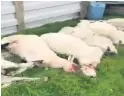  ?? PICTURE: NORTH WALES RURAL CRIME TEAM ?? ● Eight ewes were savaged on fields near Efailnewyd­d