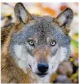  ?? FOTO: STRATENSCH­ULTE/DPA ?? Ein Wolf – allerdings nicht in Luxemburg, sondern in einem Gehege in Niedersach­sen.