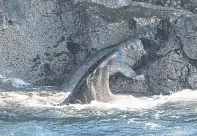  ??  ?? SAFE: A seal clung to the rocks to escape the orcas