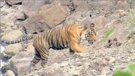  ??  ?? Developing Ramgarh Vishdhari area as tiger reserve will prove beneficial for big cats, as it will not come as additional habitat for tigers but improve the eco-system. HT PHOTO