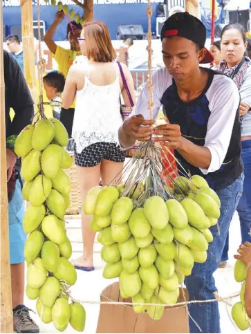  ?? IAN PAUL CORDERO/PN ?? A participan­t is seen busy putting together his “mango chandelier” during a competitio­n part of the 2017 Manggahan Festival in the island province of Guimaras in May. Making mango chandelier­s are the producers’ way of attracting buyers.
