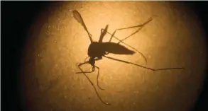  ?? — AP ?? BRAZIL: In this file photo, an Aedes aegypti mosquito known to carry the Zika virus, is photograph­ed through a microscope at the Fiocruz institute in Recife, Pernambuco state, Brazil.