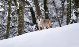  ?? ?? Where there’s one hybrid, more are sure to follow … a wolfdog in the enclosure at the Wildlife Centre of Men and Wolves in Entracque, Piedmont in the Italian Alps. Photograph: Alberto Olivero/The Guardian