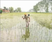  ?? HT FILE PHOTO ?? A farmer inspecting his paddy fields on the outskirts of Jalandhar. Farmers are not allowed to sow paddy saplings before May 15 and transplant saplings before June 15 to conserve water.