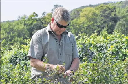  ?? ASHLEY THOMPSON ?? Fifth-generation farmer Dave Bowlby, owner of Dempsey Corner Orchards, picks some blueberrie­s on the picturesqu­e property that’s been in his family since the mid-1800s.