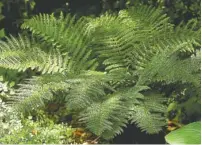  ?? TRIBUNE NEWS SERVICE FILE PHOTO ?? The tassel fern combined with plants, such as the native southern maidenhair fern and blue jade hosta, creates a lush contrast in texture.