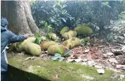  ?? ?? Forest Department staff plucking off jackfruits from trees in Gudalur to keep elephants away from habitation­s