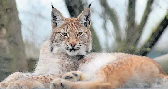  ?? Borth Wild Animal Kingdom ?? > Lilleth, the young Eurasian lynx which has escaped from Borth Wild Animal Kingdom in Ceredigion