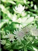  ??  ?? From left: Thalictrum is one of Julia Atkinson-Dunn’s favourite perennials, astrantia can be a terrific investment for your garden, and snapdragon­s are an attractive annual and easy for a beginner to grow.