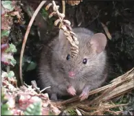  ?? (AP/Stefan and Janine Schoombie) ?? A house mouse is shown on Marion Island, South Africa, where the animal have been breeding out of control and adversely affected the island’s biodiversi­ty.