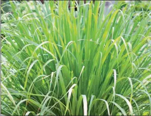  ?? (Courtesy of Arkansas Green Industry Associatio­n) ?? The ornamental annual lemongrass is edible and used in Thai recipes.