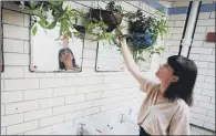  ??  ?? Artist Linda Brothwell pictured with the flowered baskets in the public toilets in Hull.