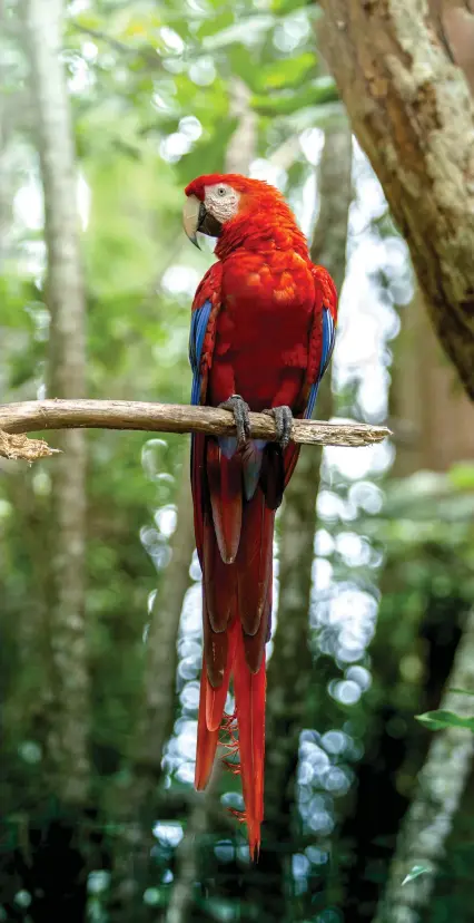  ??  ?? Costa Rica is among the world's top destinatio­ns among bird watchers.